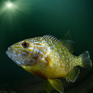 pumpkinseed sunfish (Hérault river, France) by Mathieu Foulquié 